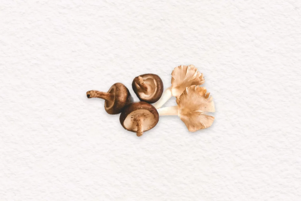 Champignons secs