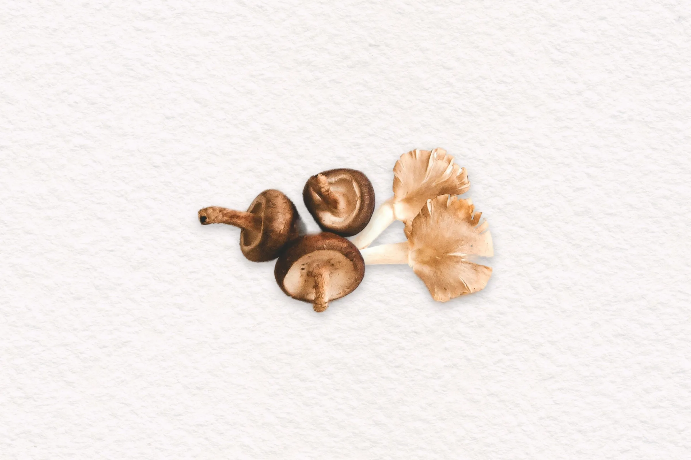 Champignons Pébeyre, épicerie fine