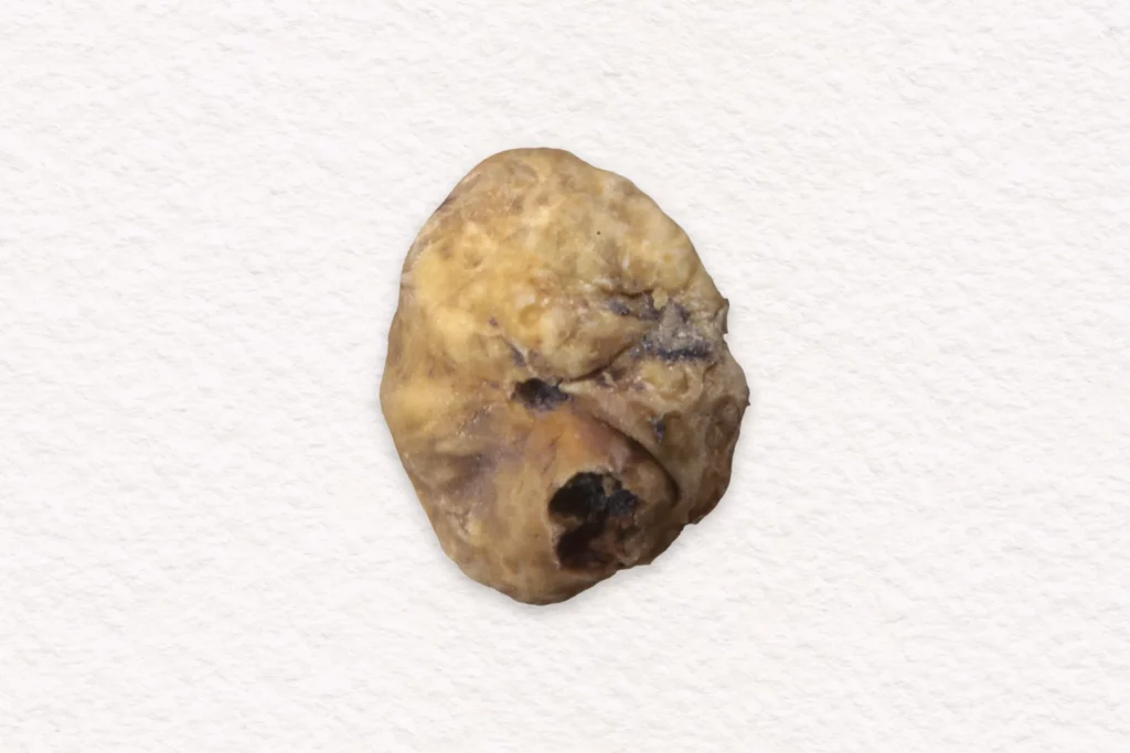 La truffe blanche Tuber magnatum